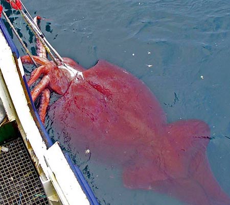 calamar-gigante.jpg
